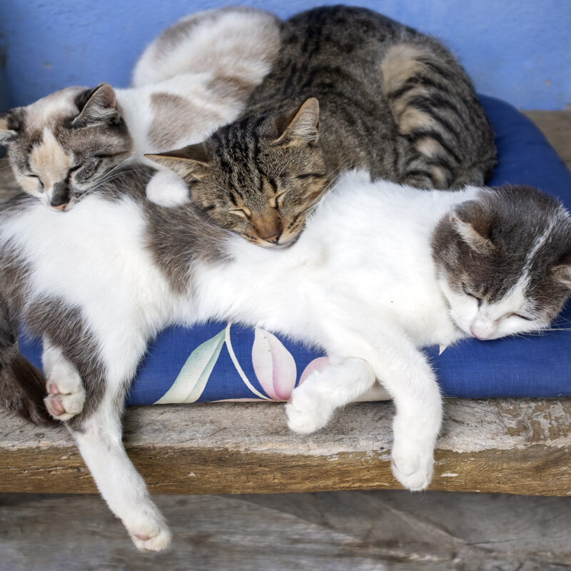 Katzen im Café Tei in Keisd