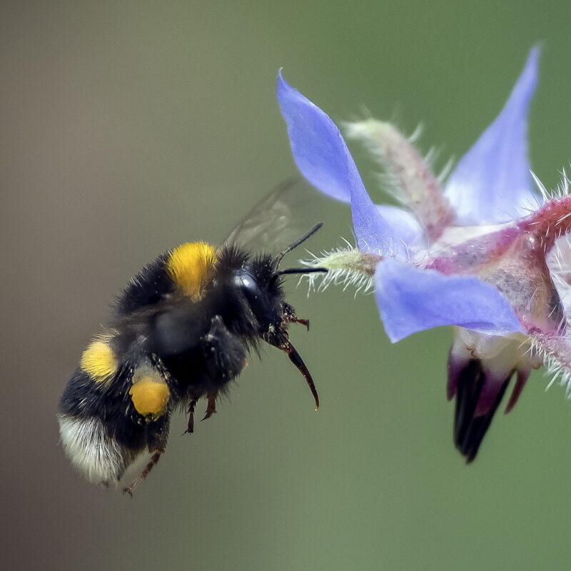 Erdhummel