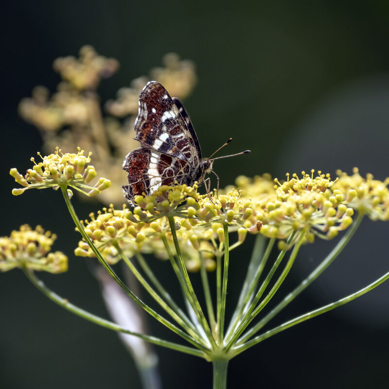 Kleiner Eisvogel - Limenitis camilla (vielleicht)