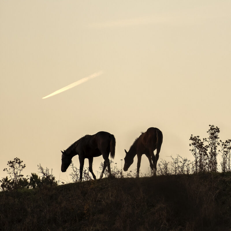 Pferde an Goldrand